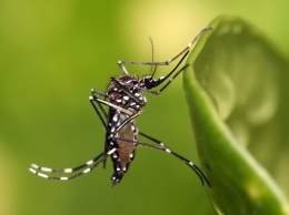 Биологи измерили слух комаров