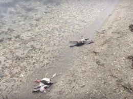 Массовую гибель птиц выявили в Крыму
