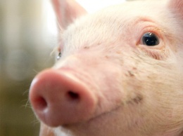 Известному украинскому журналисту «подложили свинью»: «оставили послание на земле»