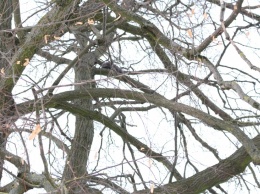 Мужчине из Харькова пришлось карабкаться на дерево, чтобы решить проблему (видео)