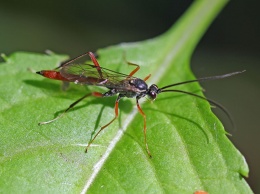 Сорок процентов известных видов насекомых находятся на грани вымирания