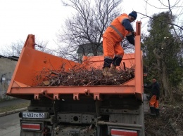 В крымской столице снова обрезали деревья
