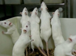 От украинских чипсов и сухарей умирают мыши - эксперимент