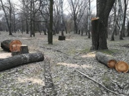 В Белоцерковском районе Киевщины незаконно вырубили 68 дубов