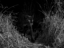 В Кении обнаружили редкого черного леопарда (Фото)