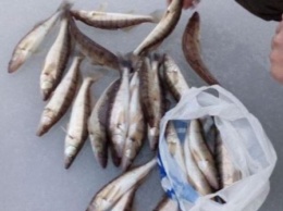 Киевский рыбоохранный патруль выявил пятерых нарушителей, нанесших 12,7 тыс. гривен ущерба