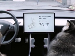 В электрокарах Tesla появился «собачий режим»