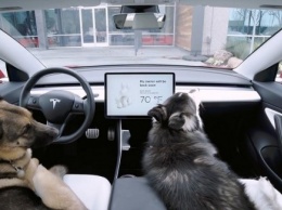 У электрокаров Tesla появился «собачий» режим