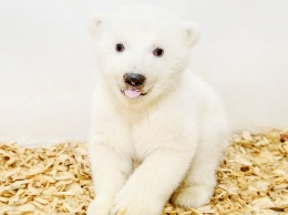 В Берлинском зоопарке впервые осмотрели нового белого медвежонка (Фото)
