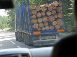 Украина вместо моратория на экспорт леса должна принять пакет законодательных актов - эксперт