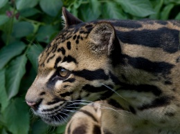 Борнейскому дымчатому леопарду угрожает исчезновение
