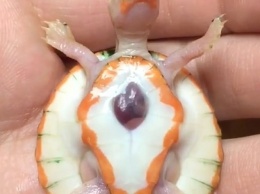 Когда сердце наружу буквально: родилась черепаха-альбинос с сердечной эктопией