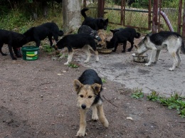 Жители приграничного финского городка страдают от нашествия бродячих собак из России
