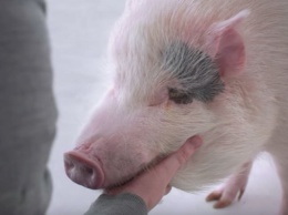 В мини-фильме показали ресторан, где клиенты убивают животных ради блюд