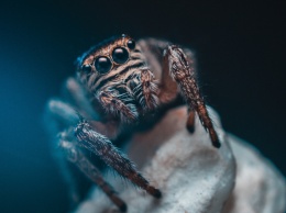 Ученые обнаружили древних пауков со светящимися глазами: "110 миллионов лет"