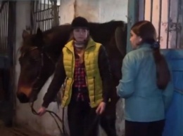 В "русском мире" кони дохнут (фото)