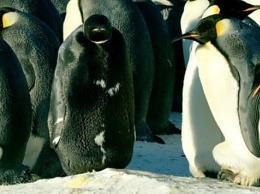 В Антарктике на видео сняли абсолютно черного пингвина