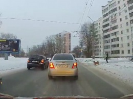 В Челябинске полицейский перекрыл дорогу ради хромой собаки