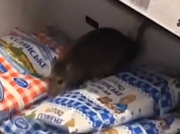 Крысу заметили на продуктах в супермаркете: "Из сумки сбежала"