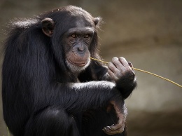 В Шри-Ланке обнаружили доказательства того, что древние люди ели обезьян