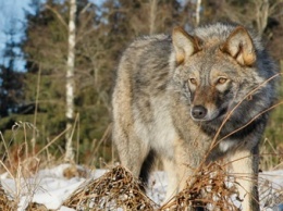 В Тернопольской области бешеная волчица покусала мужчину и 18 собак