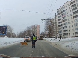 Терпеливая собака, которой помог перейти дорогу патрульный, покорила сеть. Видео