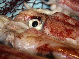 Новое открытие: биополимеры из зубов кальмара