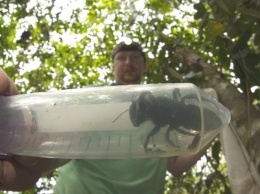 В Индонезии нашли самую большую пчелу в мире, которую считали вымершей