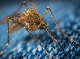 Генетически модифицированные комары для борьбы с малярией