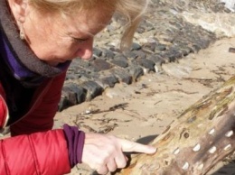 На пляже в Уэльсе обнаружили дерево, покрытое монетами