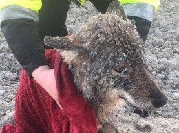 В Эстонии спасли из ледяной реки волка, приняв его за собаку