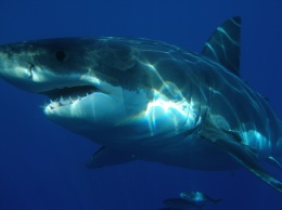 Лекарственные препараты на основе генома белой акулы