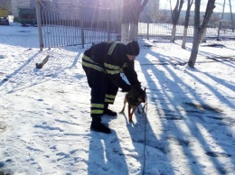 Спасатели выручили собаку, которая упала в двухметровую яму в Вознесенске