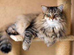 Ученые: домашние кошки становятся похожими на своих хозяев
