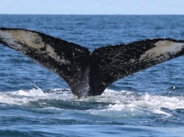 В бразильских джунглях нашли мертвого кита (ВИДЕО)