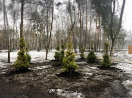 В городском парке "Победа" высадили пихты