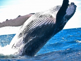 Ученые: голубые киты используют память для поиска добычи
