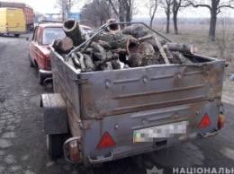 На Днепропетровщине 56-летний мужчина незаконного спилил деревья