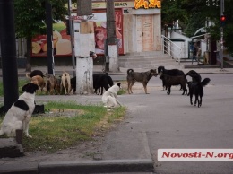 В Николаеве каждая третья бездомная собака заражена сердечным глистом, - ветврач