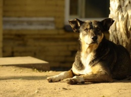 В Николаеве выявлена вспышка заболевания дирофиляриозом среди бездомных собак - КП «Центр защиты животных»