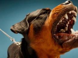 Бойцовская собака растерзала своего хозяина и гостя: «истошно кричали»