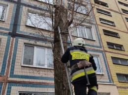 В Днепре сотрудники ГСЧС снимали кота с дерева