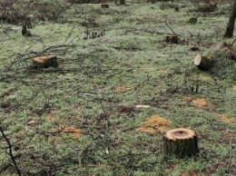 Мелитопольский лесопарк практически уничтожен браконьерами (фото)