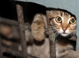 Жестокое обращение с животными: В Днепре на детской площадке обнаружили кота с отрезанными лапами
