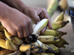 В Туркменистане впервые вырастили урожай бананов