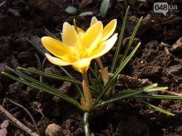 Весна: одесские первоцветы показал эколог