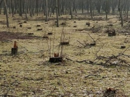 В Запорожской области черные лесорубы полностью уничтожили парк (ФОТО)
