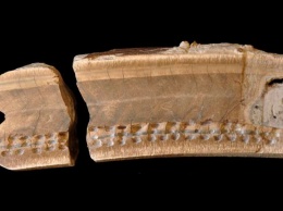 Обнаружен зуб гигантского доисторического ленивца