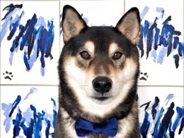В Канаде хозяева обучили собаку рисовать и заработали на этом более $5000