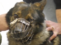 На Донбассе появится передвижной ветеринарный пункт помощи служебным собакам